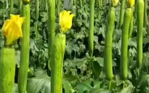 Descargar video: 节气种菜口诀：不管种不种地，你都应该知道的一些基本种菜的时间和技巧