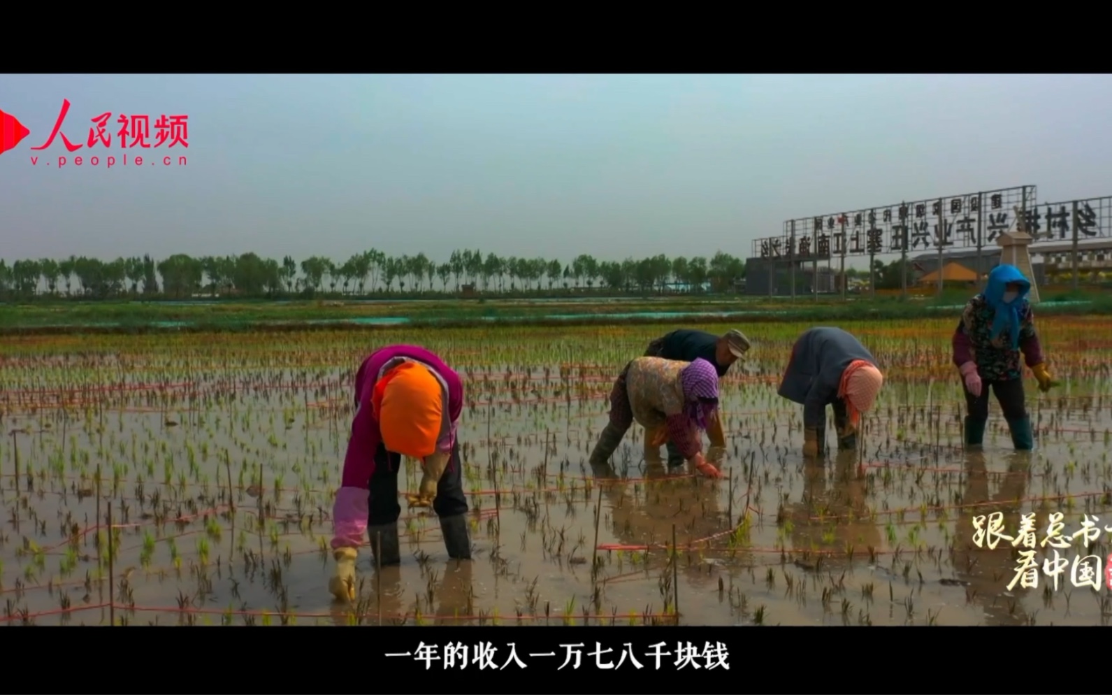 贺兰山下稻花香哔哩哔哩bilibili