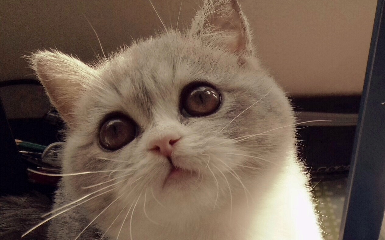 猫大人跳海草舞┓(;07_)┏跳的心累_哔哩哔哩_bilibili