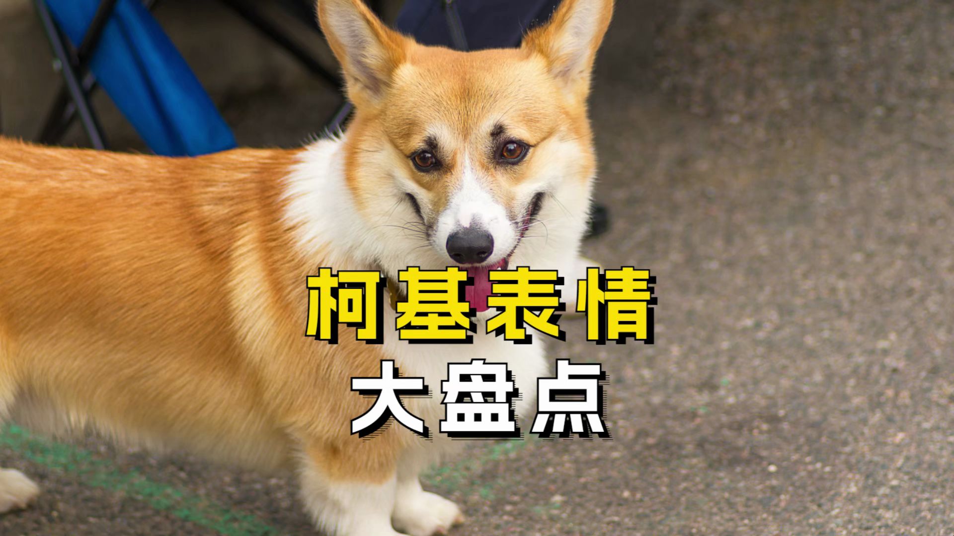 柯基表情大盘点,最后一个简直成精了!