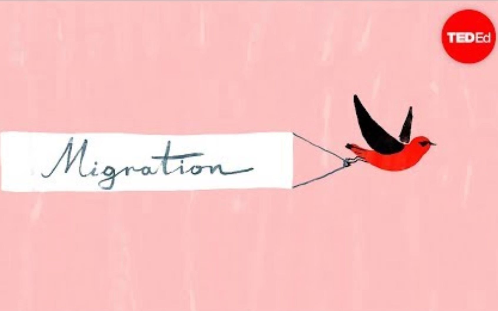 [图]【Ted-ED】鸟类迁徙：一段冒险旅程 Bird Migration A Perilous Journey