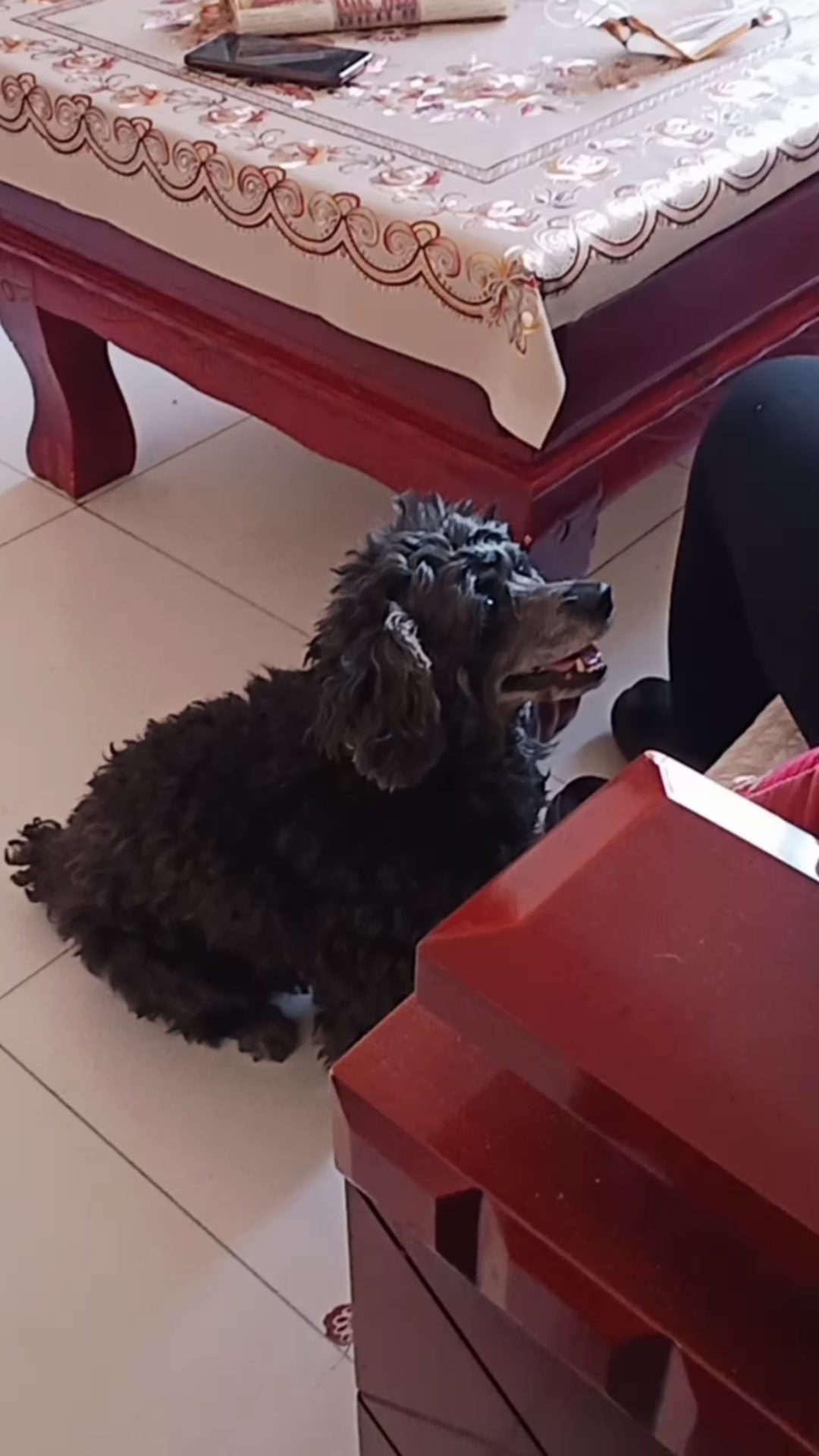 张梦白做客之热情黑宝