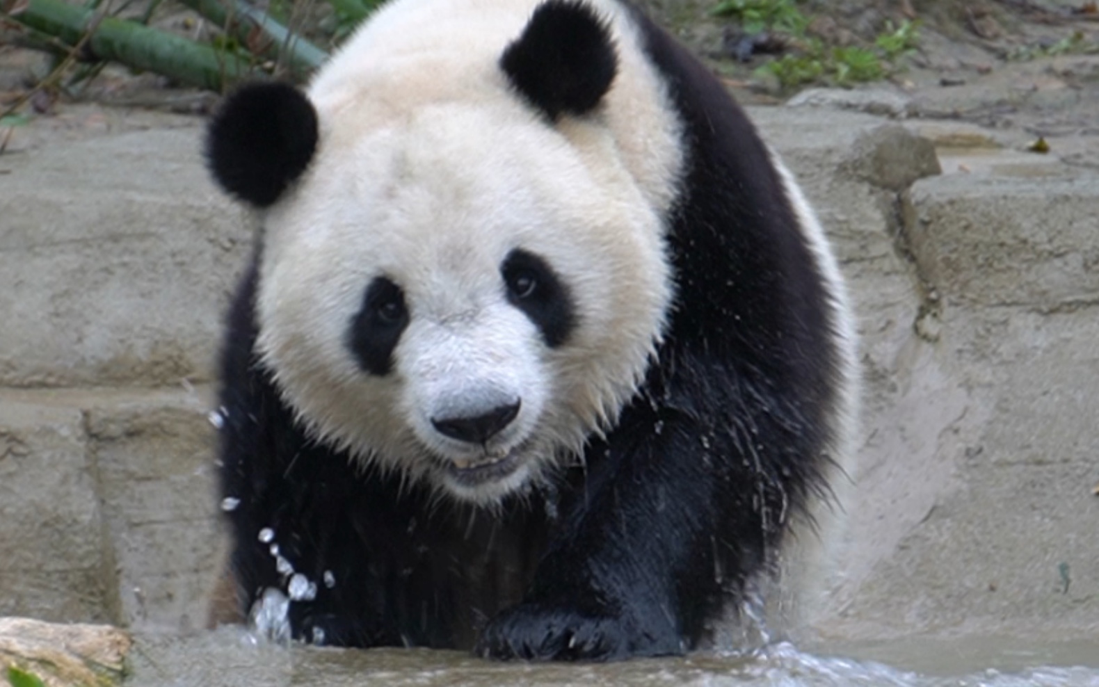 【大熊猫福来】调皮可爱的来来在玩水水啦_哔哩哔哩_bilibili