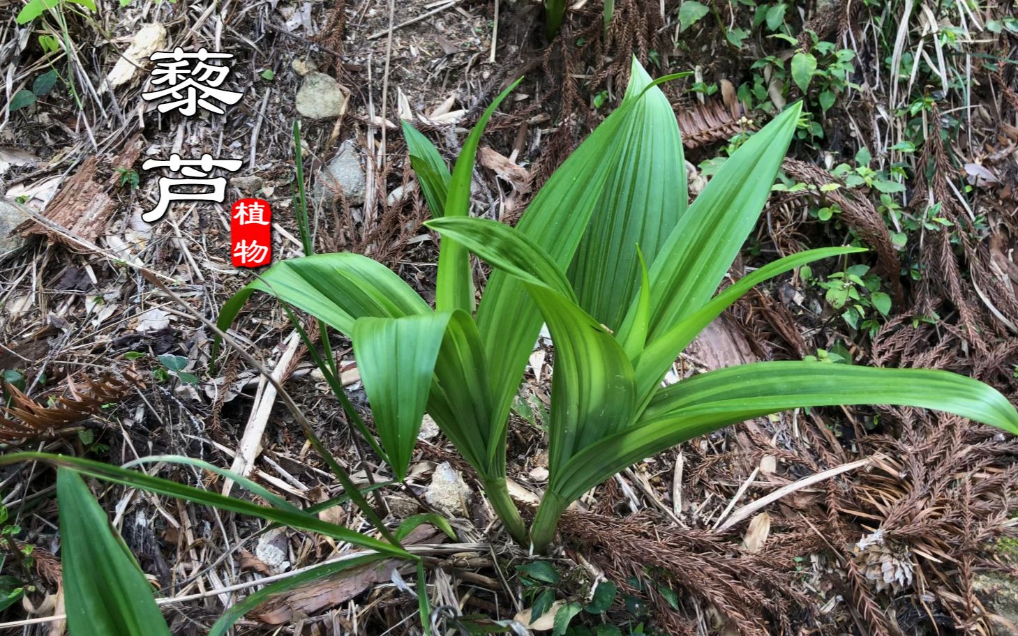 藜芦的功效(藜芦的功效及食用方法)