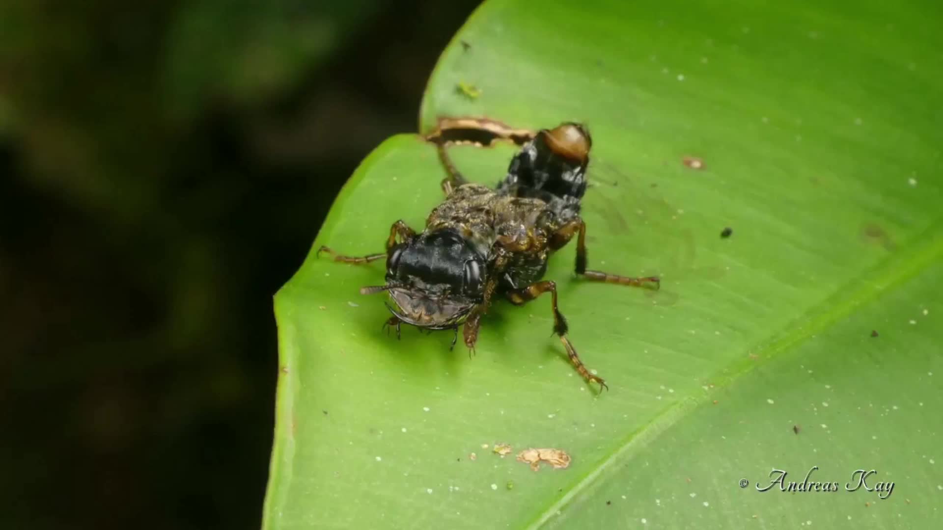 刺甲花斑藓树甲虫transvestiterovebeetle