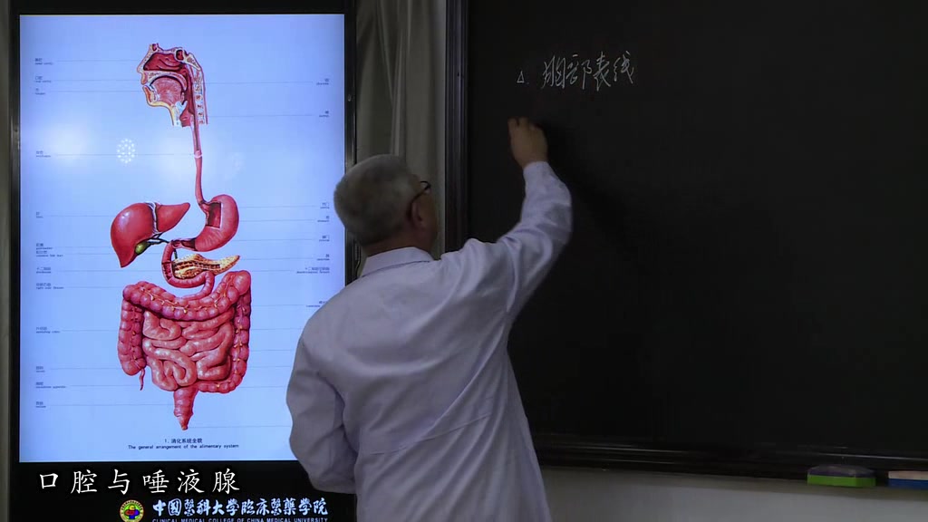 [图]霍琨《系统解剖学》消化系统