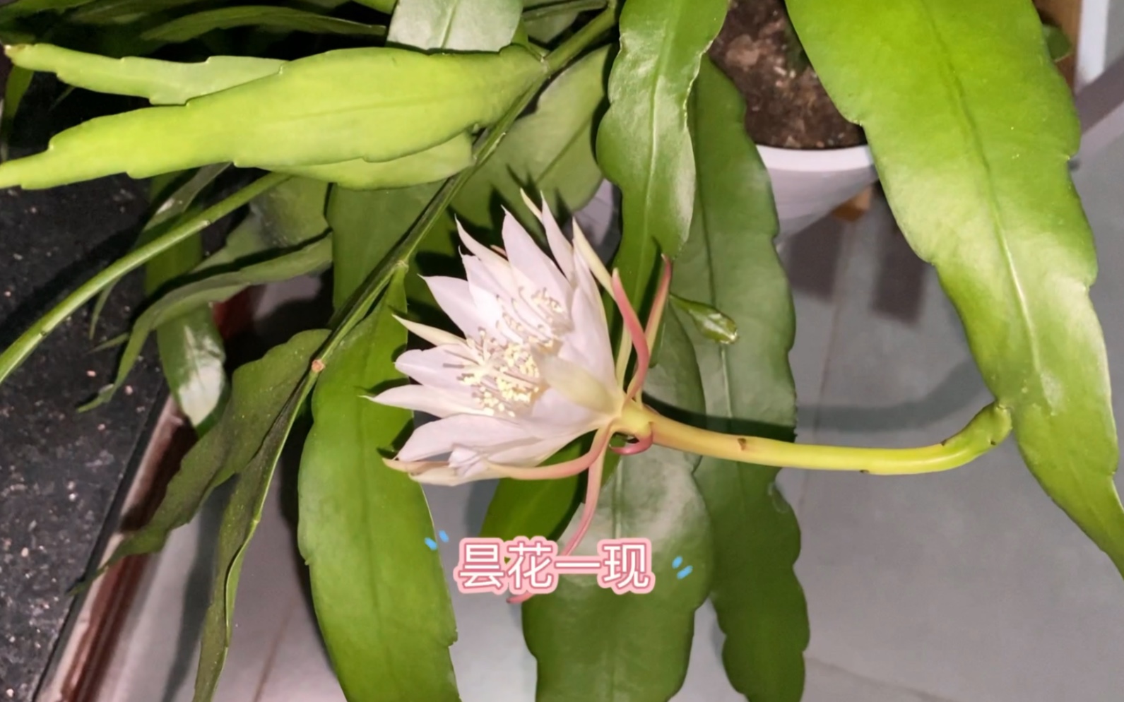 封闭阳台|小叶昙花终于开花了,从花剑到开花差不多一个月