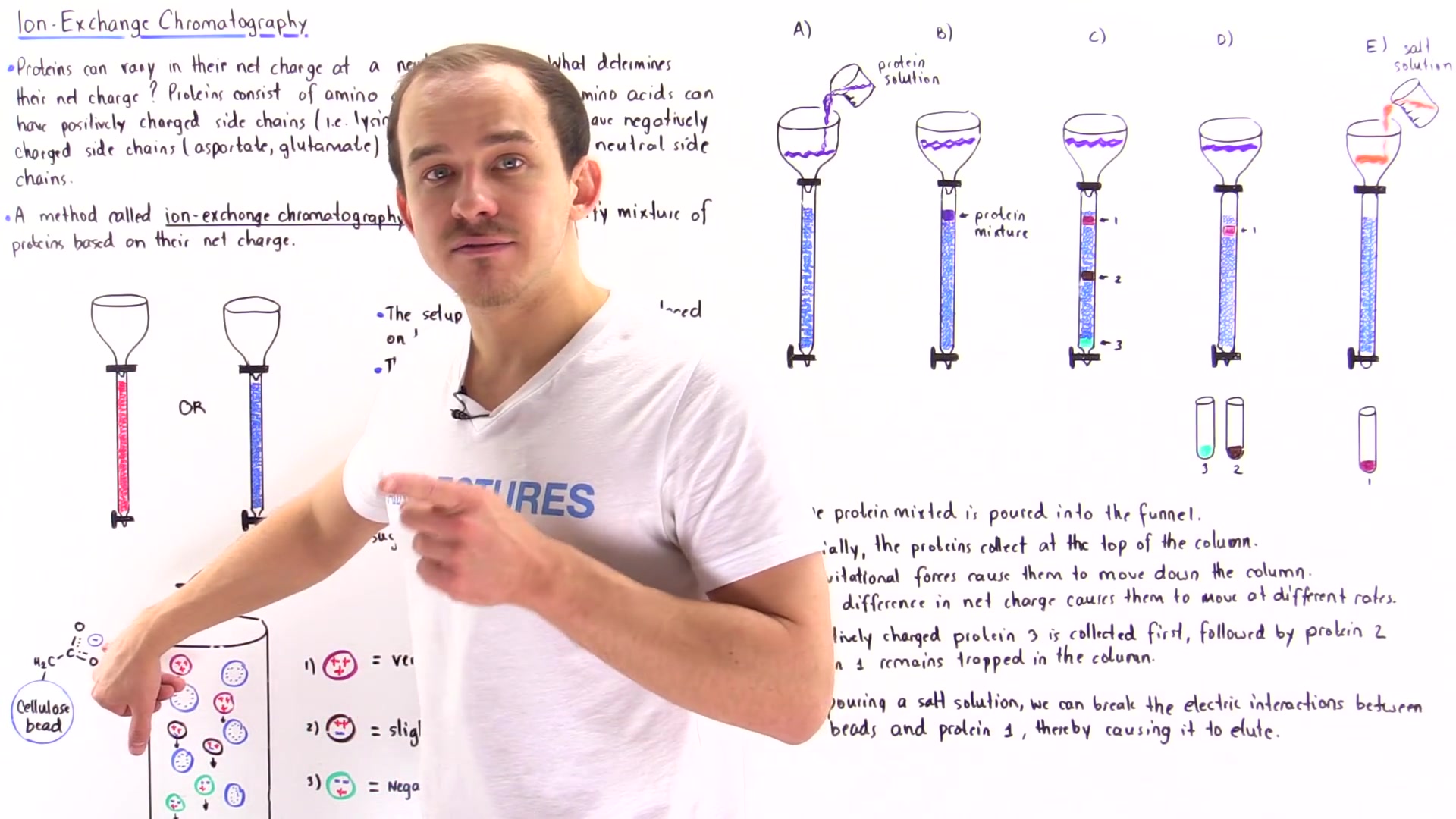 【中英字幕】可以练英语的生物化学课程之蛋白质简介2015 热力学和结构 分离纯化 测序分析 应用 (氨基酸、蛋白折叠;盐析、透析、SDSPAGE、色谱)...