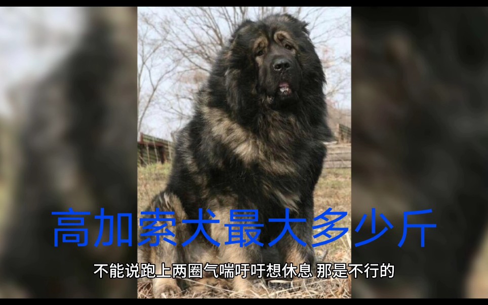 【高加索犬专题】有粉丝问高加索犬有多大以及高加索犬最大多少斤 有900斤的高加索犬吗,列兵护卫告诉你真实的答案哔哩哔哩bilibili