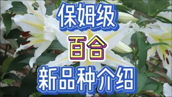 Descargar video: 保姆级别！百合花新品种介绍和种植方法！可以盆栽，可以庭院种植，包括种球照片