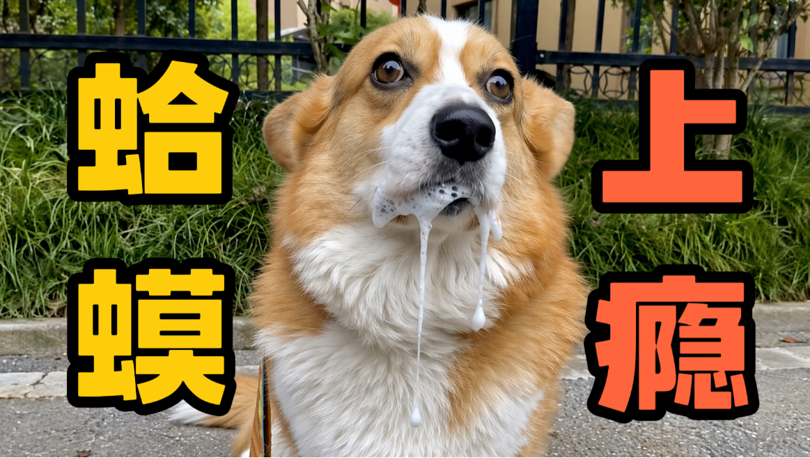 救命！我家狗对蛤蟆“上瘾”，拦都拦不住！