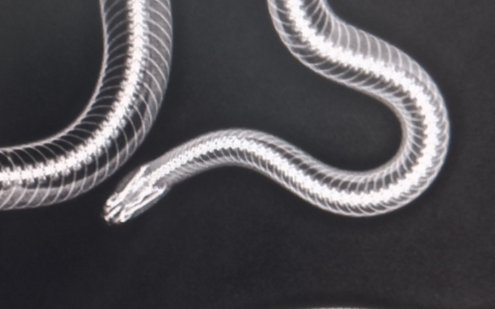 给银环蛇拍x光片