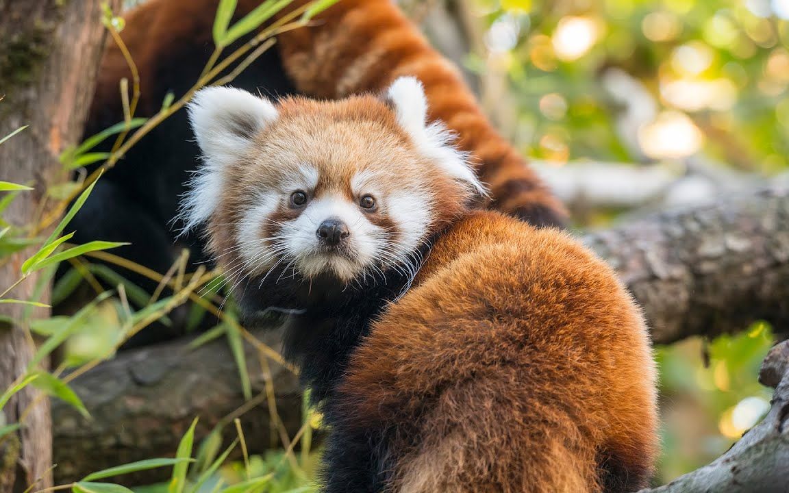 蹦蹦跶跶小小能小熊猫cattailsapporo