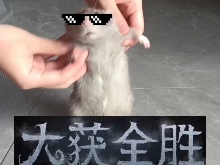 老鼠怕猫那是谣传!哔哩哔哩bilibili