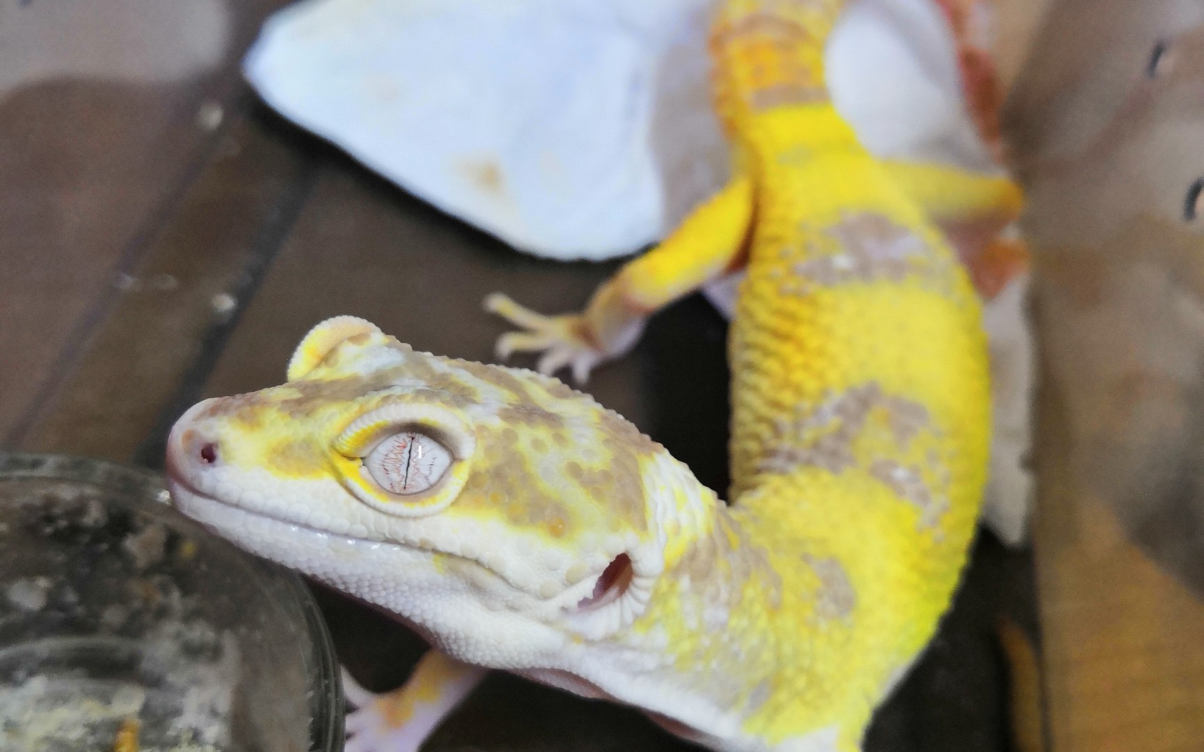 【豹纹守宫】日常开箱,川普柠檬霜隐日蚀,亚成公_哔哩哔哩 (゜-゜)つ