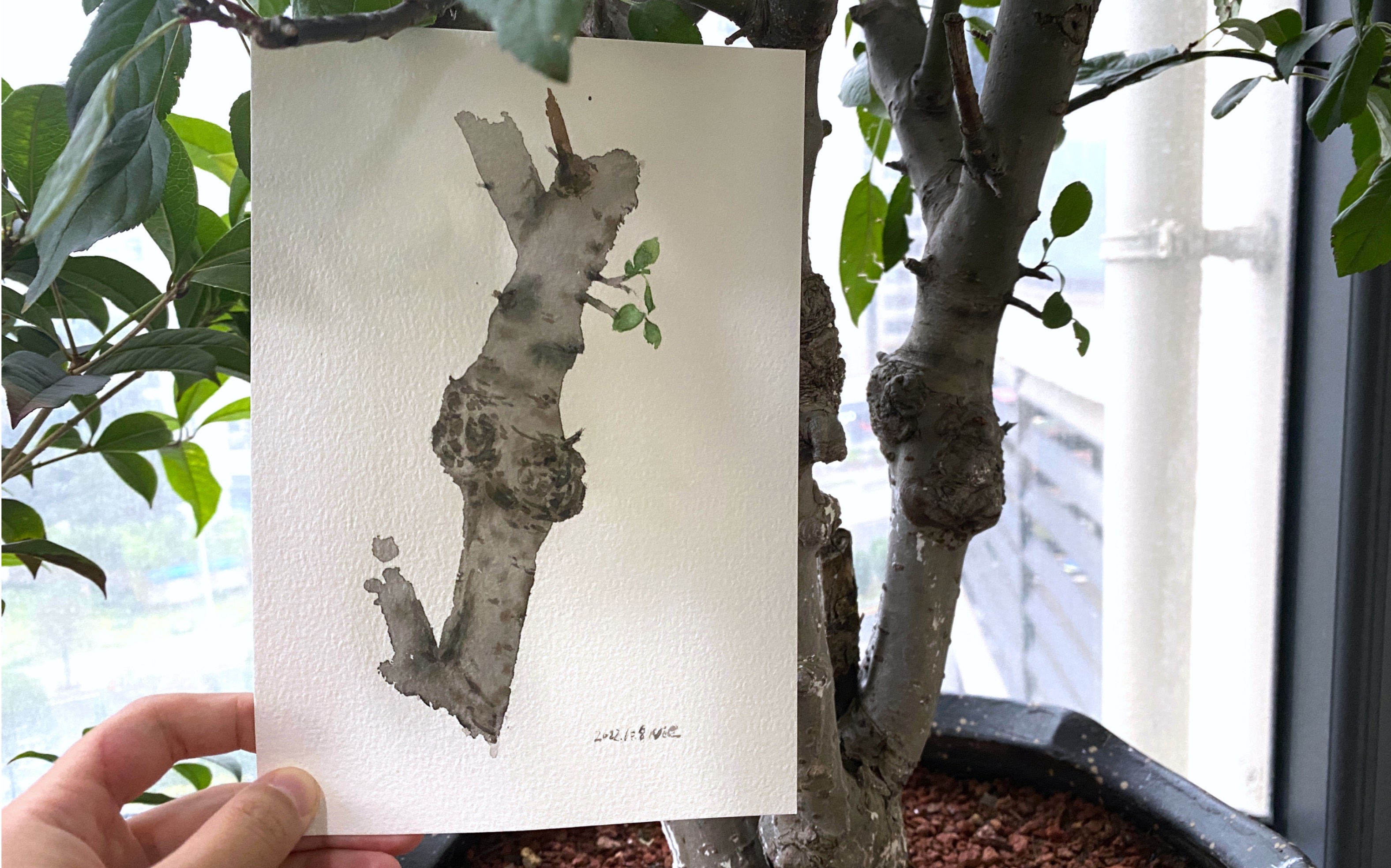 【水彩写生】苹果树,"硕"果累累