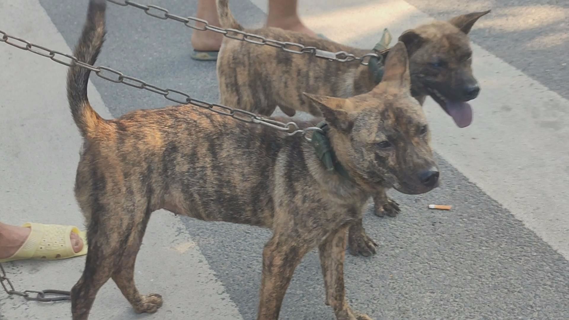 广西藤狗是非常有名的猎狗,但认识这狗的人不多