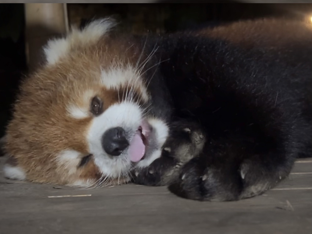 小熊猫热热吐舌头