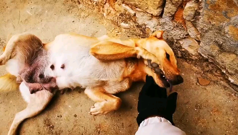 中华田园犬喜欢让人摸肚皮,不摸还赖着不起