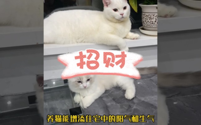 关于养猫招财的说法.哔哩哔哩bilibili