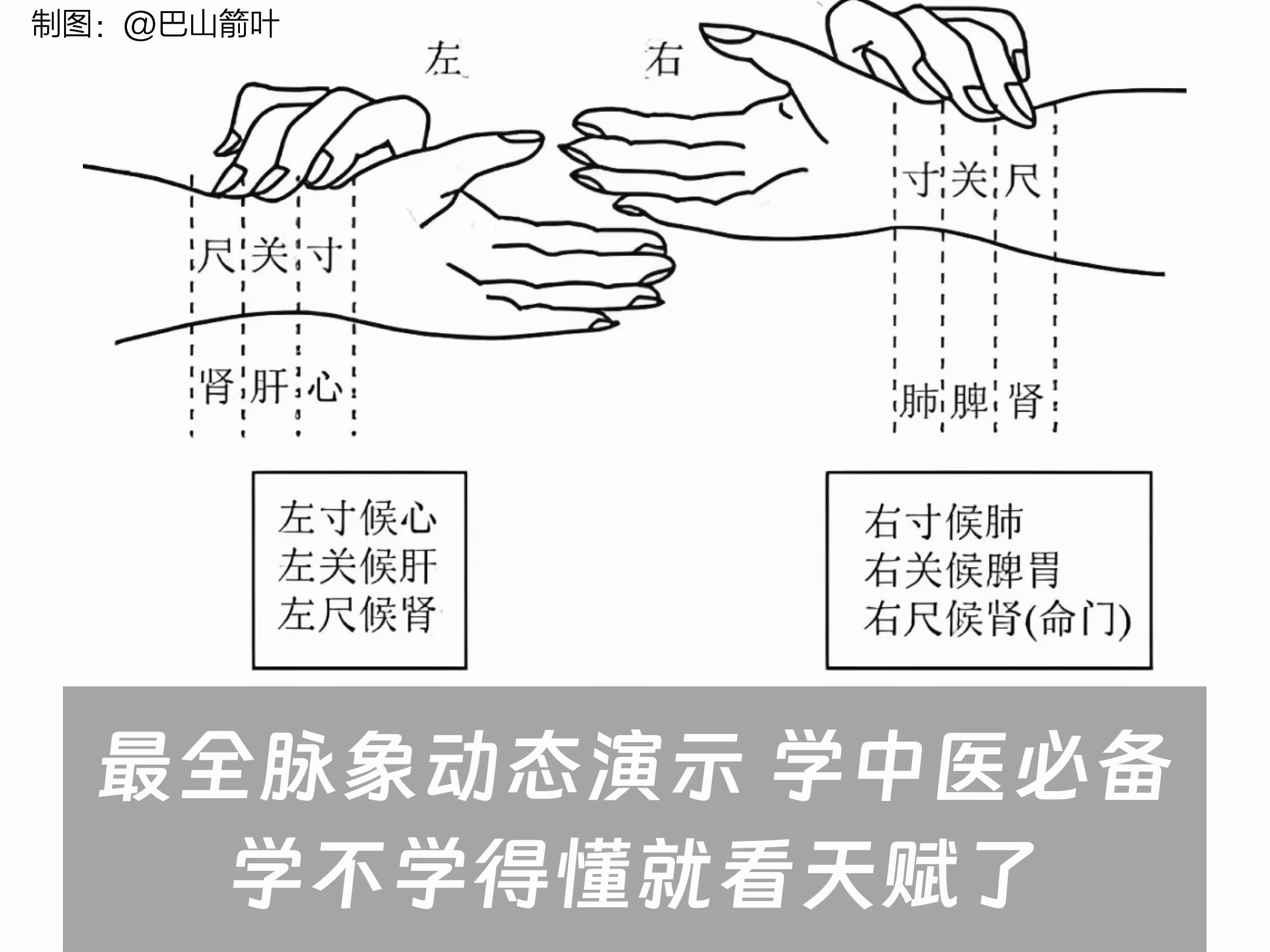 [图]最全脉象动态演示