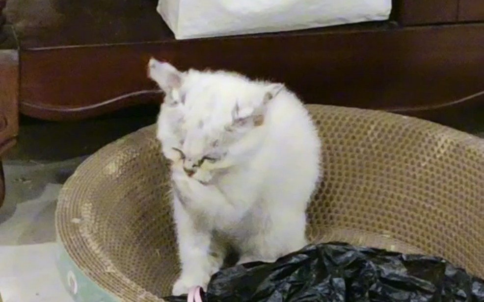 爱干净的小猫咪