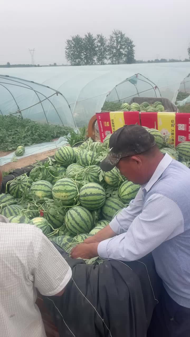 商丘夏邑大棚711美都西瓜大量上市 #现场拍摄#麒麟美都西瓜 #全国发货