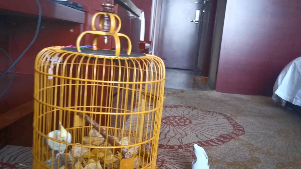 把海德薇滴笼子放进树叶,会发生什么?