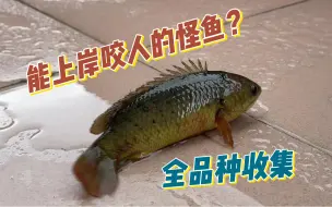 能自己上岸爬树的怪鱼？广州城中村臭水河大战泛滥怪鱼！