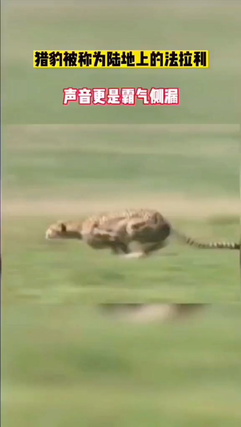 凶猛的猎豹哔哩哔哩bilibili