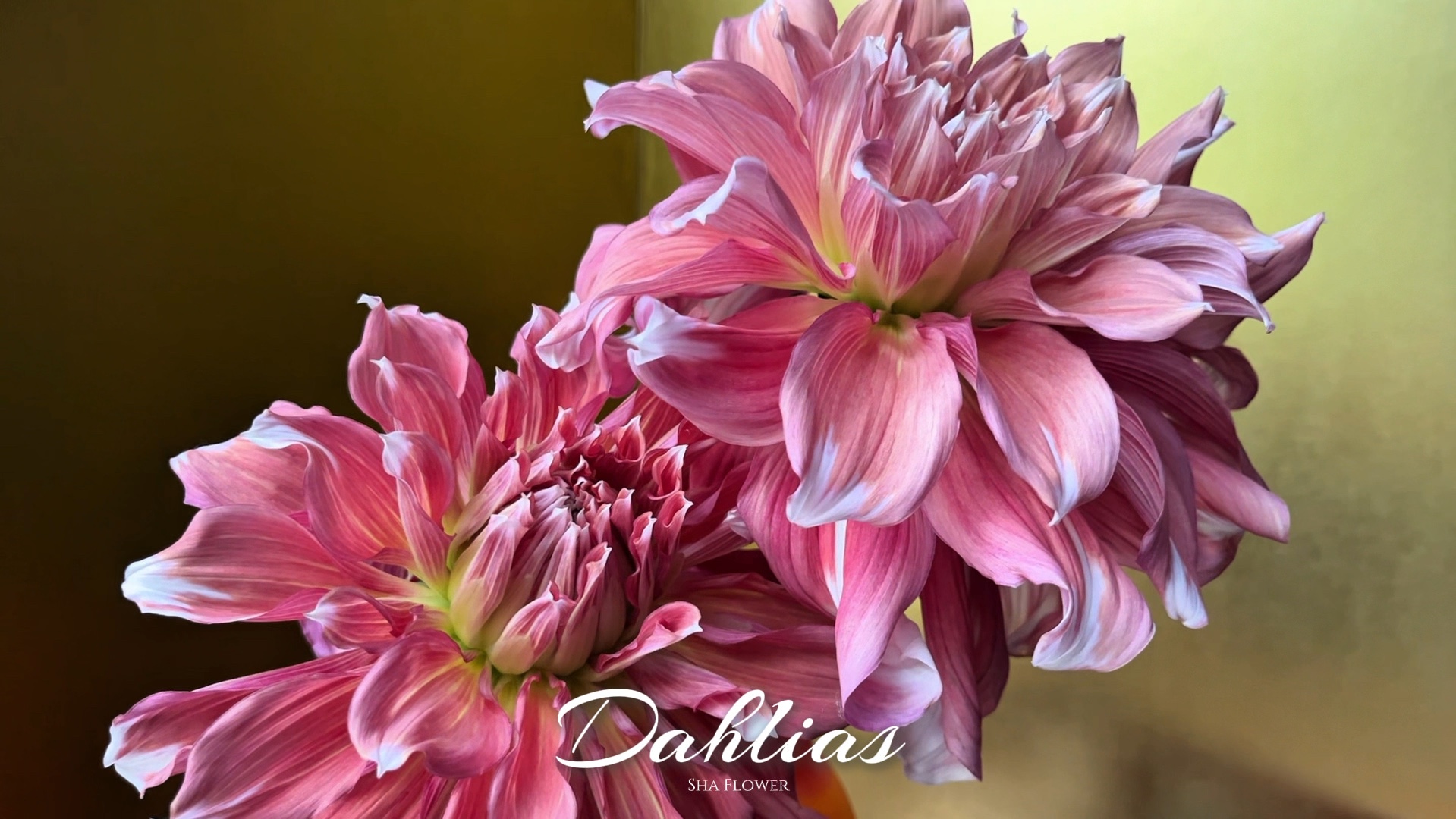 花朵之美!【Dahlias】哔哩哔哩bilibili