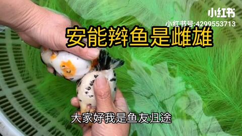 全方位教你辨别金鱼性别 帮助喜欢繁殖的鱼友区别金鱼的雌雄 哔哩哔哩