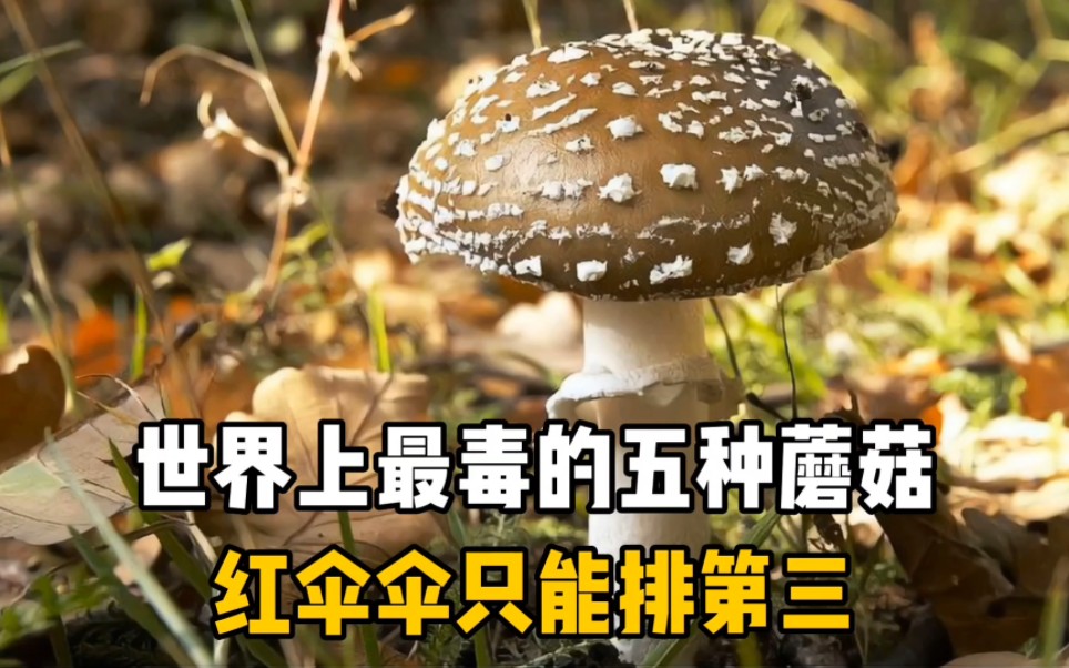 世界上最毒的五种蘑菇,红伞伞只能排第三哔哩哔哩bilibili