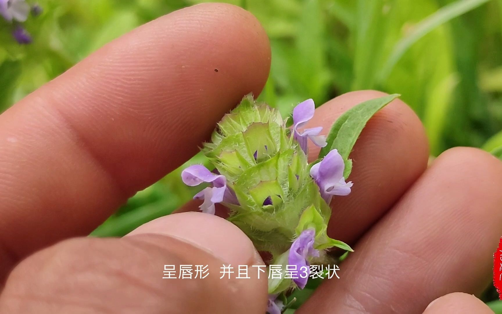 认识中药材夏枯草,外型长的像麦穗,这种草寿命太短活不过夏天哔哩哔哩bilibili