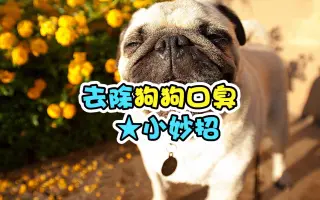 狗狗的口角炎会传染给人吗 搜索结果 哔哩哔哩 Bilibili