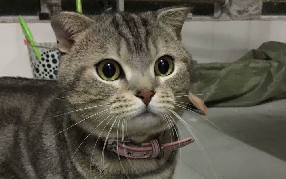 想我的皮皮猫了