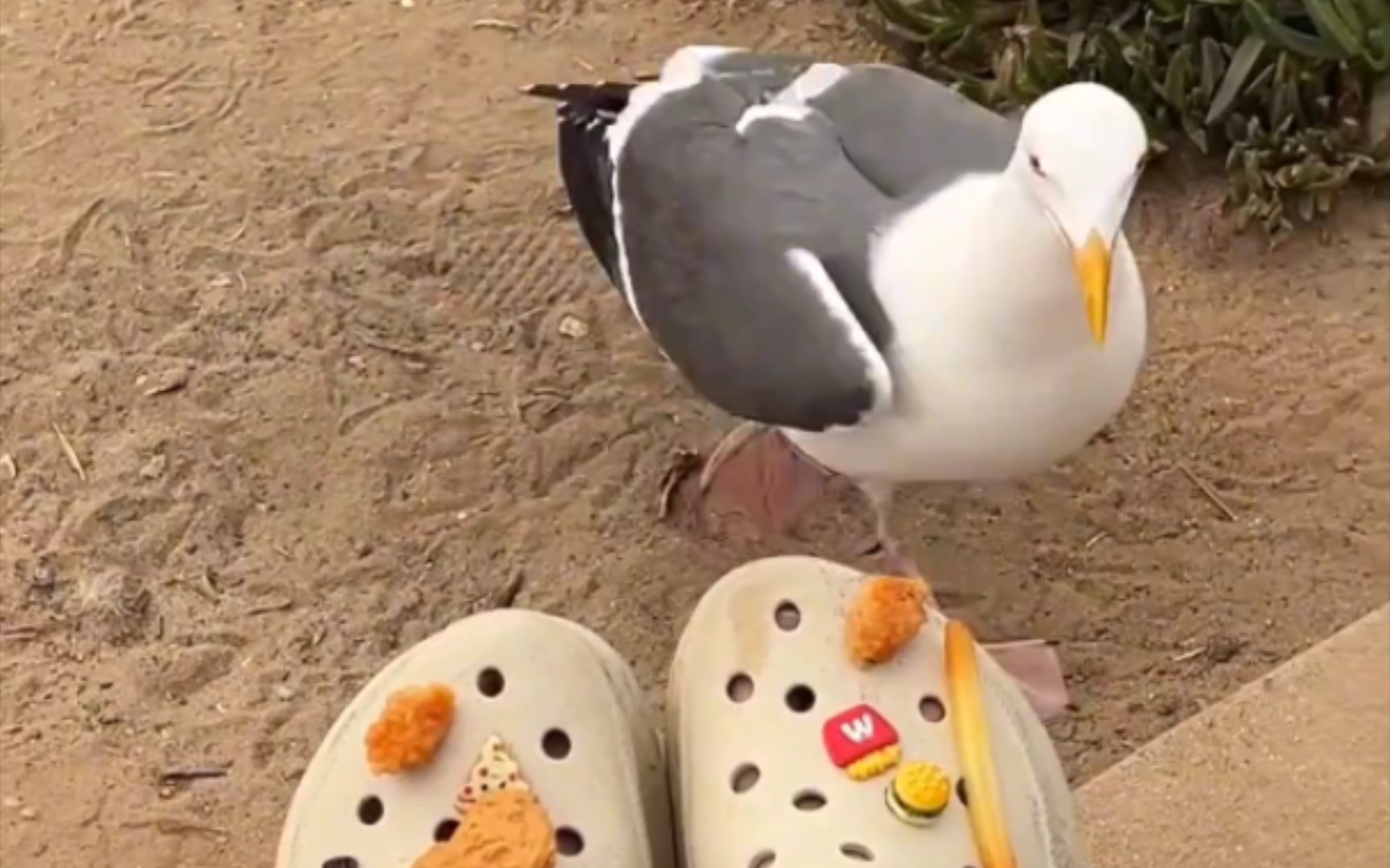 海鸥新型薯条骗局 海鸥:你真的很装 我也没有很想吃