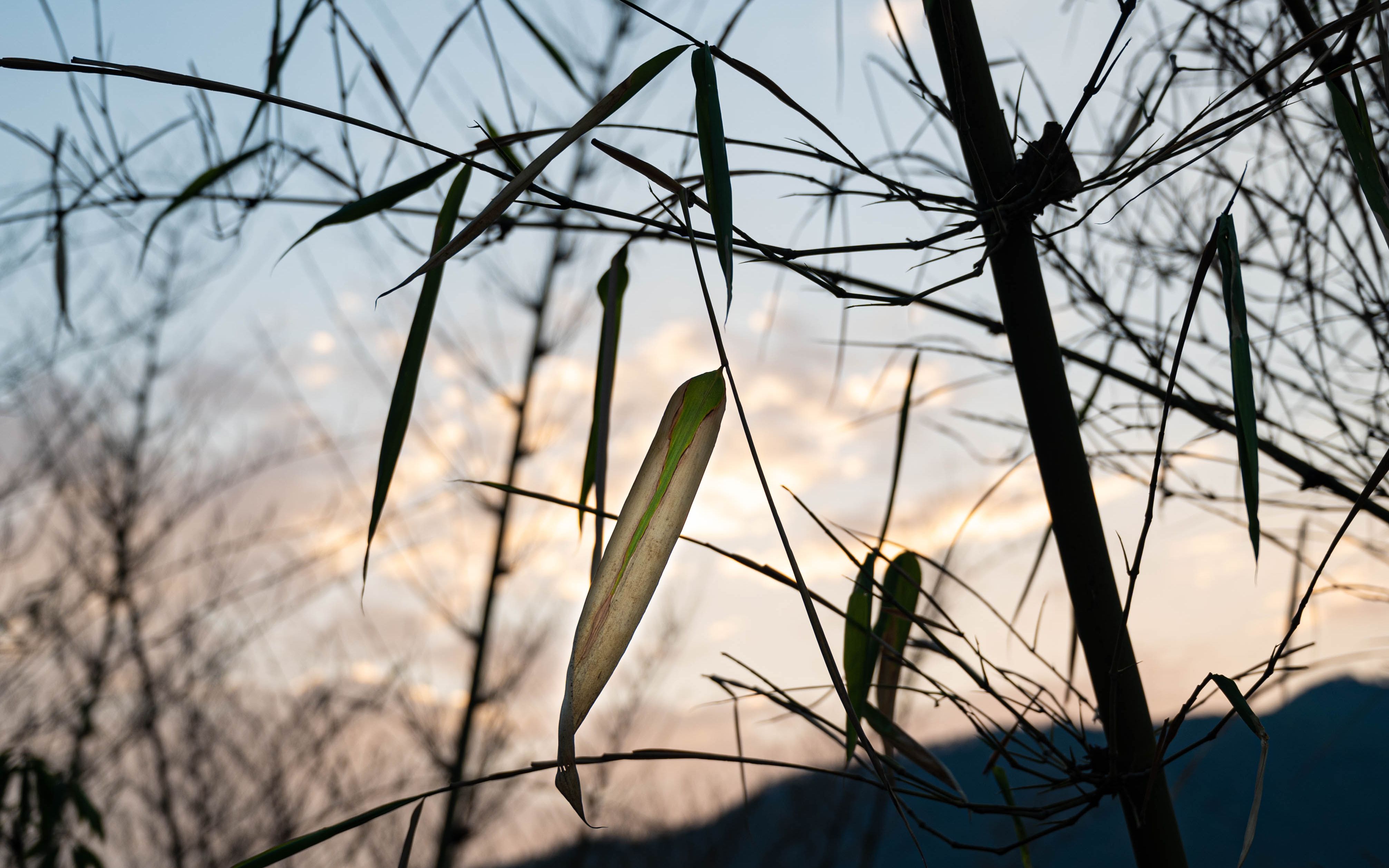 【尼康z6】照片分享