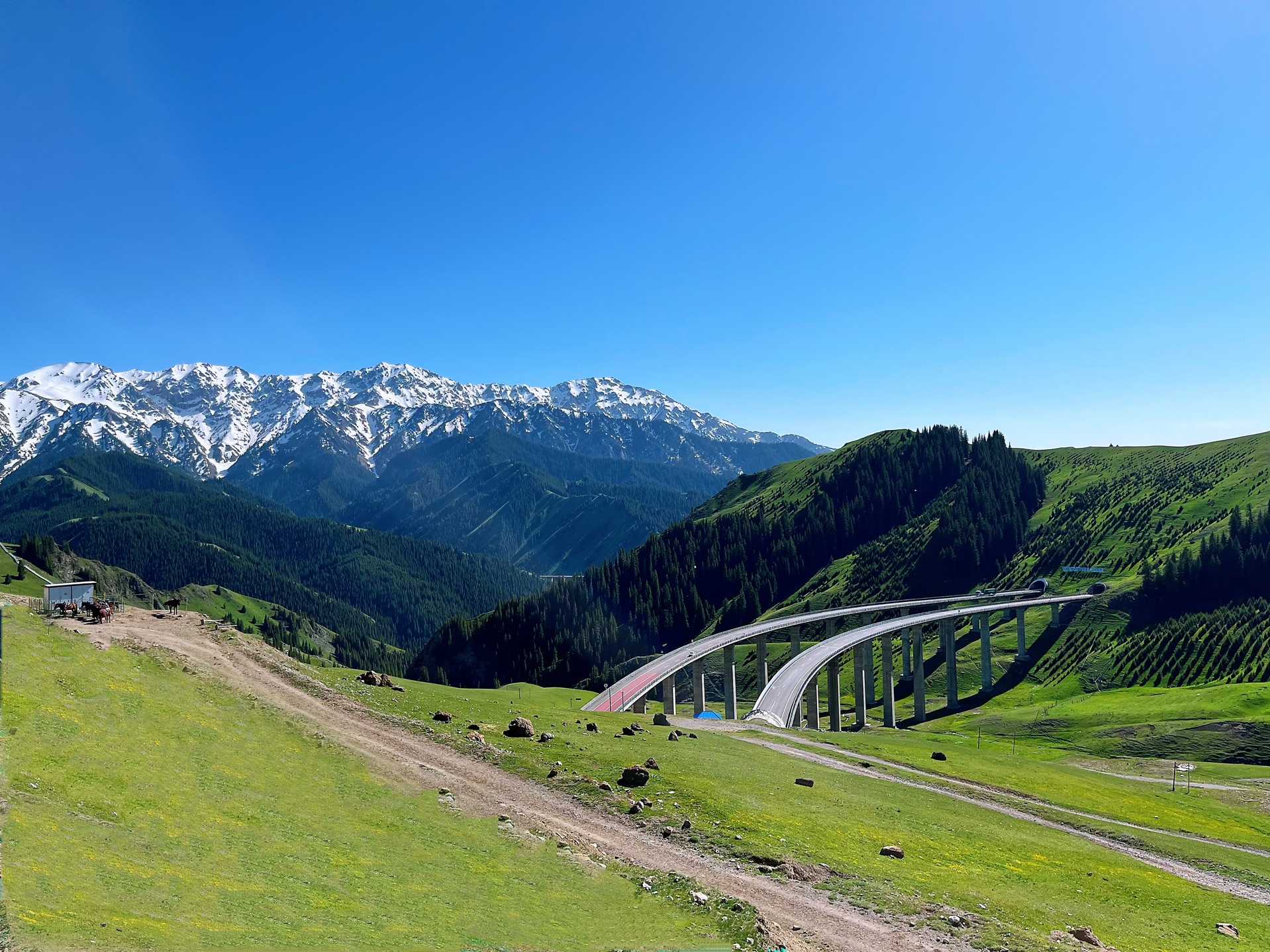 5月的新疆,雪山与草地的结合