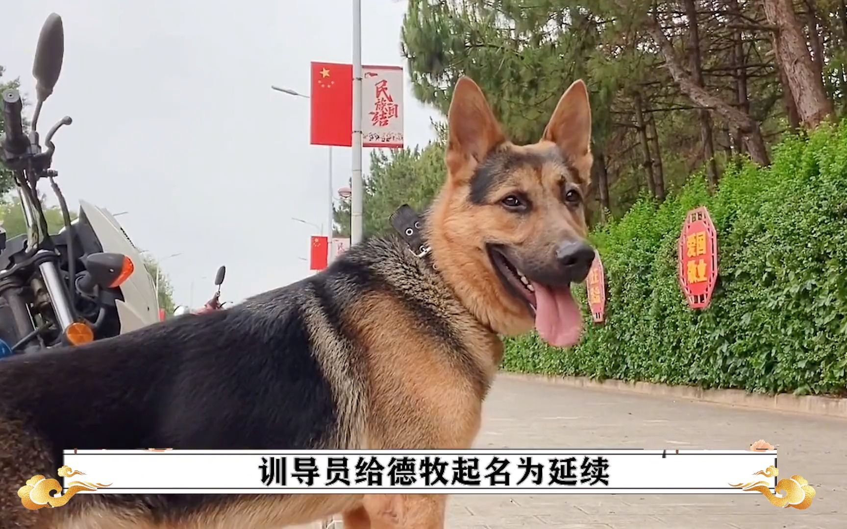 [图]延续与不拆2.0，虽没有继承不拆的警犬梦，但完成了不拆的拆家梦