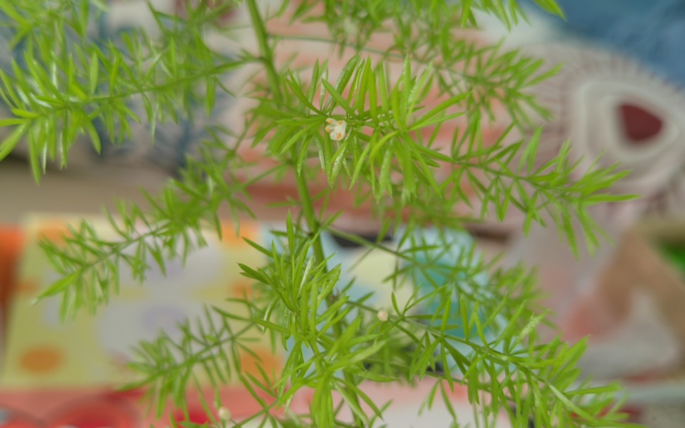 我的狐尾天门冬也开花啦!
