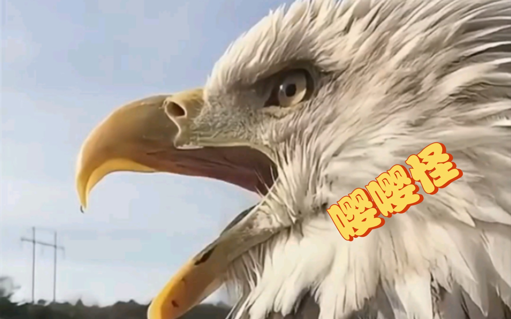 听听鹰酱的叫声,真是个嘤嘤怪.