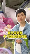新手买鹦鹉