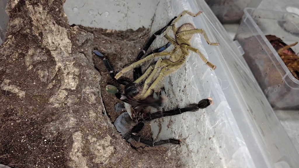 这才叫亚洲蜘蛛女王!