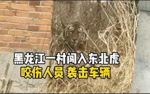 Descargar video: 这你敢滑铲？东北虎下山进村  飞奔袭击车辆