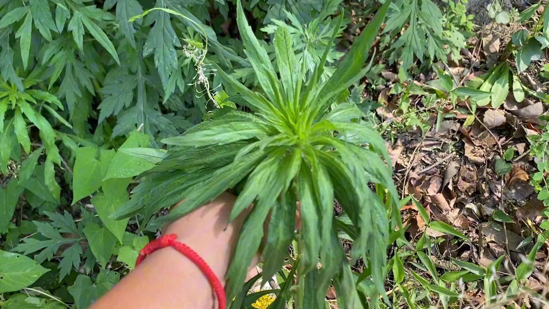 飞蓬草—曹植诗言"转蓬离本根,飘飘随长安,来看看它真实的样子