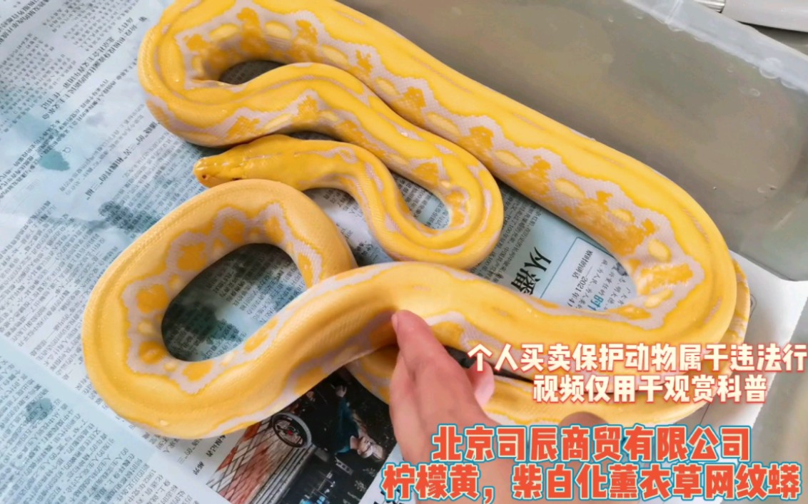 柠檬黄的紫白化薰衣草网纹蟒