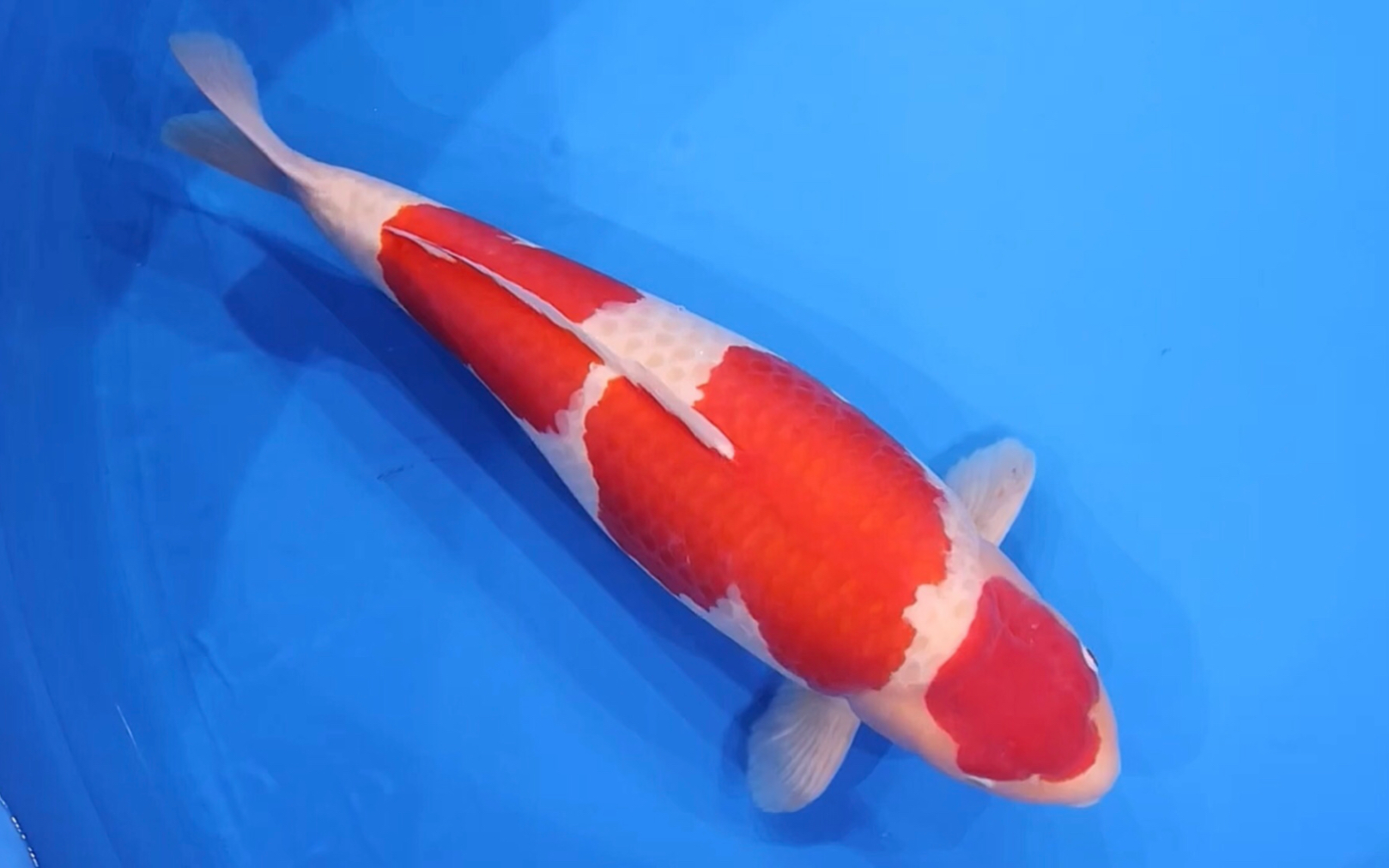松江三段红白锦鲤,雌八十五公分滴观赏鱼.