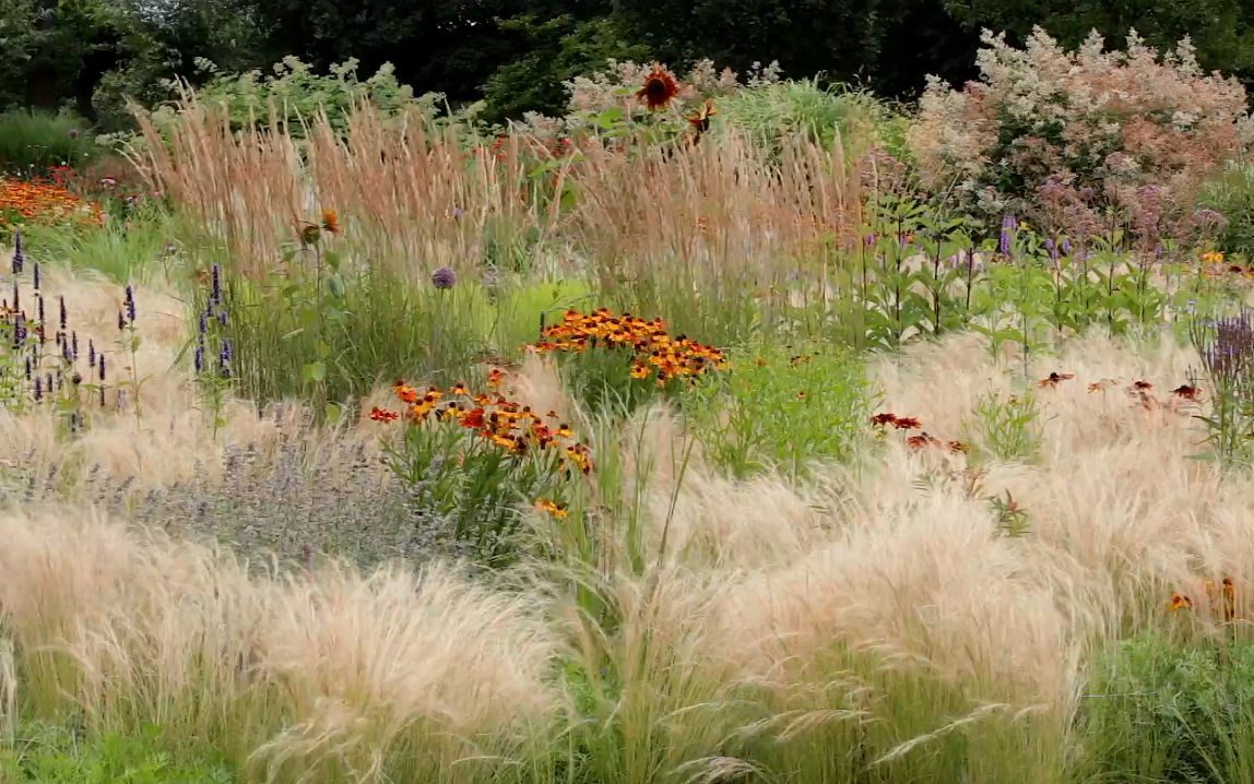 [图]【自然花园】像羽毛一样柔软的花园 Waves of feathery Stipa