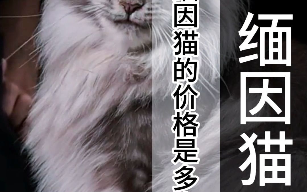 缅因猫多少钱一只?缅因猫的价格是多少?哔哩哔哩bilibili